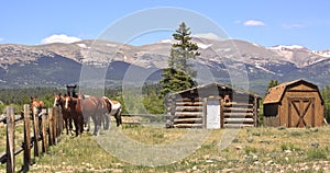 Horses on ranch