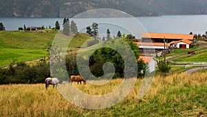 Horses on a ranch on Okanagan Lake, British Columbia, Canada.