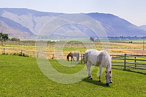 Horses at ranch