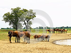 Horses at the ranch water hole