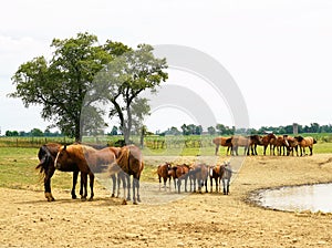 Horses at the ranch water hole photo
