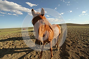 Horses on the range, Wyoming