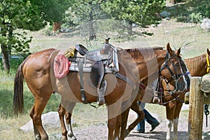 Horses ready for riding