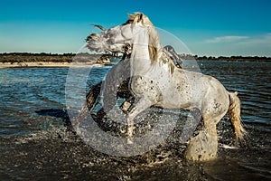 Horses rearing and biting