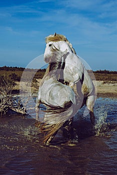 Horses rearing and biting