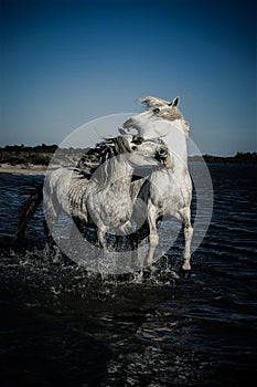 Horses rearing and biting