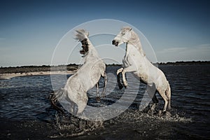 Horses rearing and playing