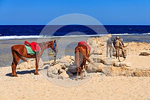 Horses on the Red Sea beach in Marsa Alam, Egypt