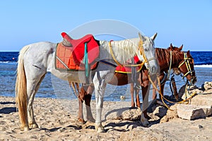 Horses on the Red Sea beach in Marsa Alam, Egypt