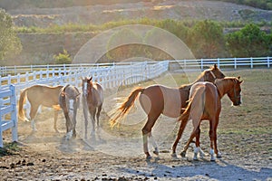 Horses