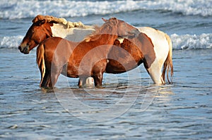 Horses relaxing at the beach, Playa El Espino photo