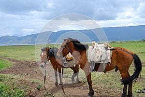 Horses rest in meadow