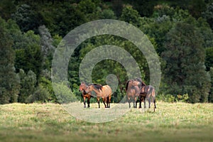 Horses rest on pasture