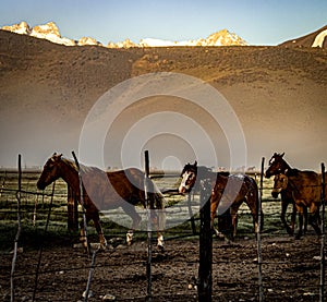 Horses Returning To The Ranch Corral Near Bridgeport, California