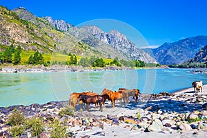 Horses by the river. Gorny Altai, Siberia, Russia