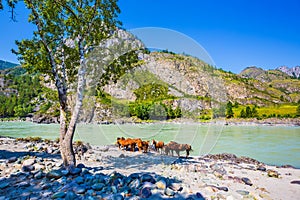 Horses by the river. Gorny Altai, Siberia, Russia