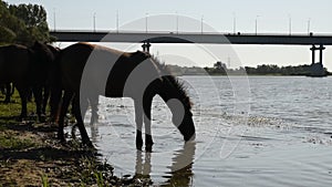 Horses on the riverbank drink water from the river