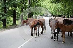 Horses on road