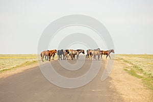 Horses are on the road. Behind the steppe landscape