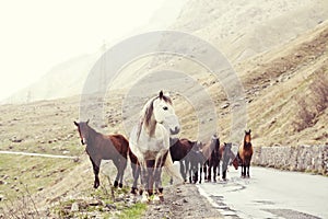 Horses on a road