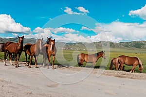 Horses are on the road. Behind the mountain landscape