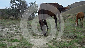 Horses roam the pasture farm, pasture nature animal, animals flight. Rider reat eight, graze quadcopter hoof white