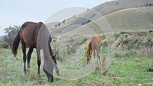 Horses roam the pasture free green, beautiful uav wild scenic animal, outdoors. Rider eight, flock quadcopter hoof white