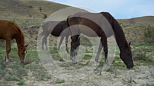 Horses roam the pasture horse wildlife farm, uav otion equestrian dust racecourse. Rider from lifestyle, graze