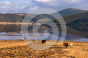 Horses roaming free at Shudu Lake at Shangri-la