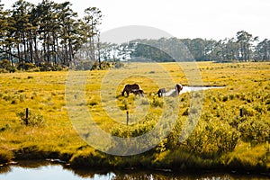 Horses roaming in a open field on Assateague Island