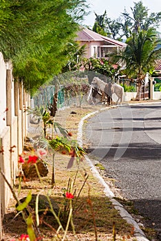 Horses roaming in St Martin