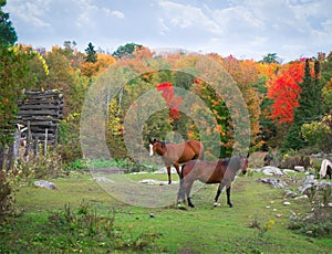 Horses in Rocky field Autumn photo