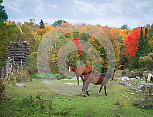 Caballos en rocoso otono 