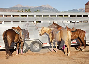 Horses at rodeo