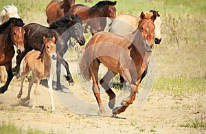 Horses run across the field.