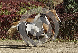horses run on the background of colorful bushes