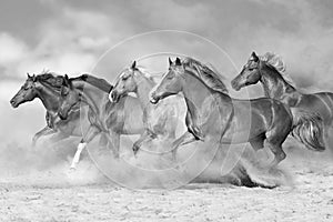 Horses run. Black and white photo