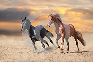 Horses run in desert