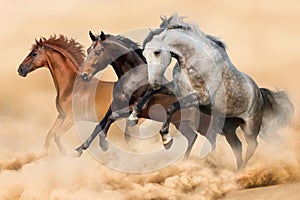 Horses run in dust