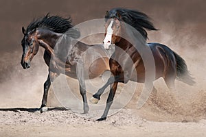 Horses run in dust photo