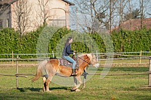 Horses run free