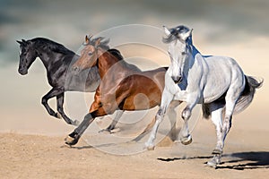 Horses run gallop