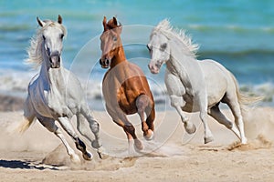 Horses run gallop