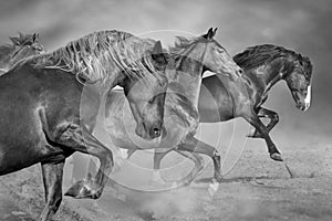 Horses run gallop  on desert