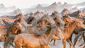 Horses run gallop in dust