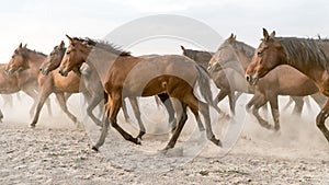 Horses run gallop in dust