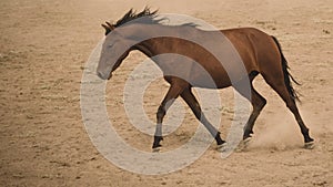 Horses run gallop in dust