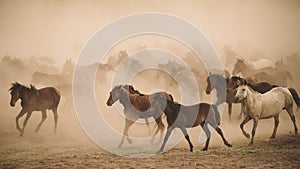 Horses run gallop in dust