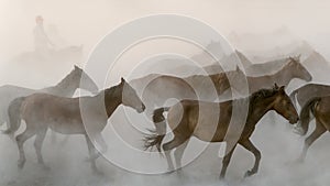 Horses run gallop in dust