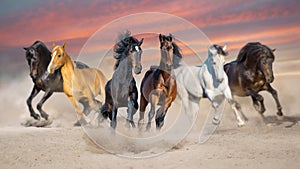 Horse herd run in sand